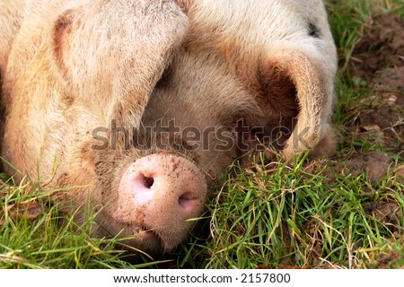 Pig Wallowing