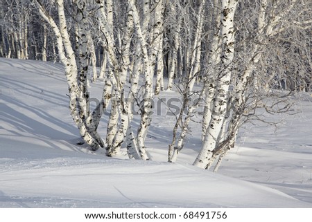 birches in winter in the northeast of china