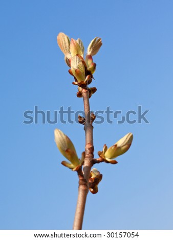 Fresh chestnut\'s buds on the background of the spring sky