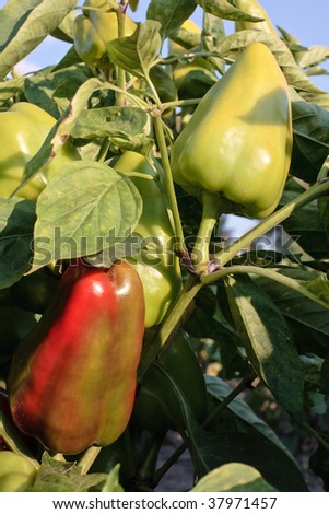 Excellent sweet pepper that grows in the garden in the village