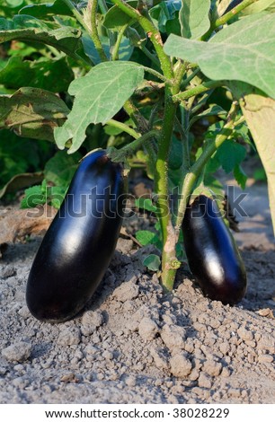 eggplant growing on a bush