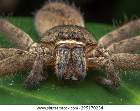 Huntsman Spider Sparassidae/Huntsman Spider Sparassidae/Huntsman Spider Sparassidae