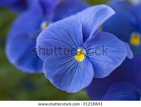 Closeup of a blue pansy, with shallow DOF. Pansy is an edible flower, and is an international symbol for freethought