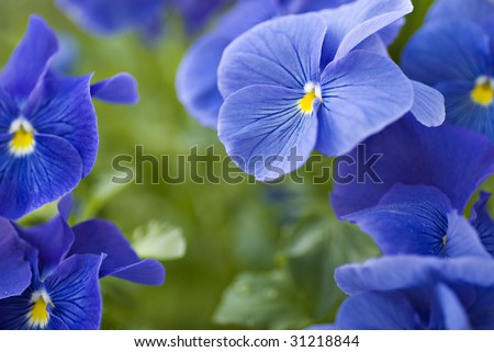 Closeup of a blue pansy, with shallow DOF. Pansy is an edible flower, and is an international symbol for freethought