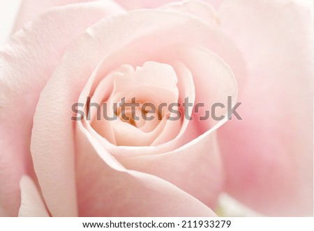 Light Pink Rose Flower Roses High Key Floral