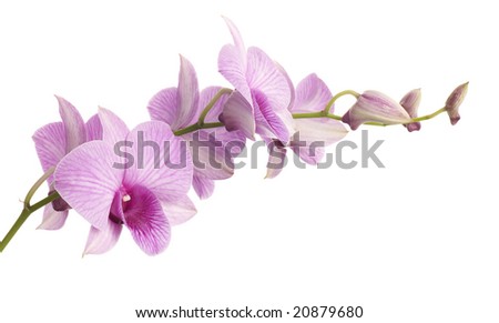 dendrobium orchid isolated on white background.  Super clean white background-- professionally isolated with clean edges and no grey.