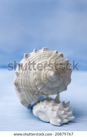 seashell watercolors