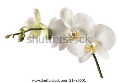 stock-photo-white-dendrobium-orchid-isolated-on-white-background-super-white-background-professionally-21790501.jpg