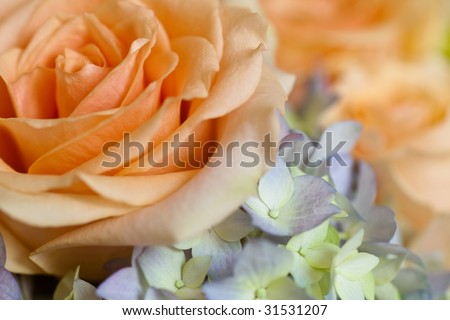 peach rose with side lighting background