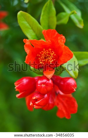 pomegranate tree with green leafy background