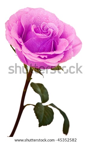 purple-pink rose isolated on a purple-pink rose isola...