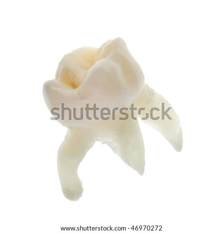 extracted baby molar tooth with roots isolated on white