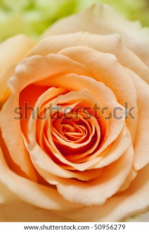 Peach Roses Background