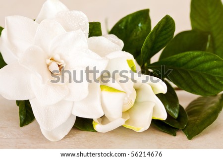 White Gardenia Blossom on Marble Background