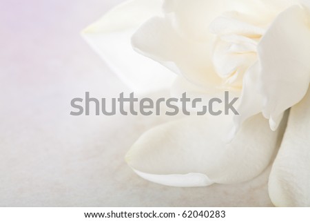 White Gardenia Blossom on Marble Background