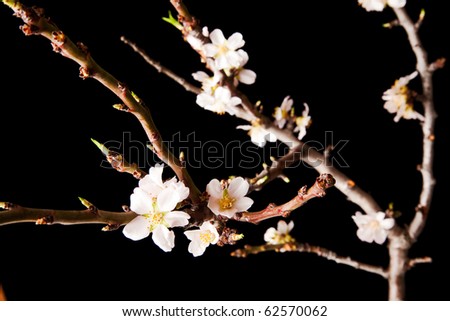 Blossoming Plum Branch Isolated on Black Background