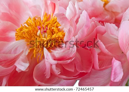 Peony Blossom isolated on a white background