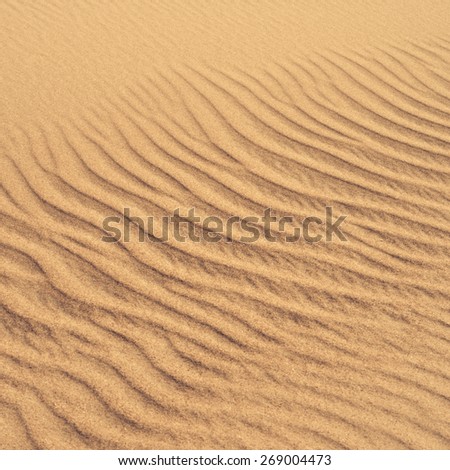 beach sand dunes near the sea. Ideal for golden sand backgrounds and textures