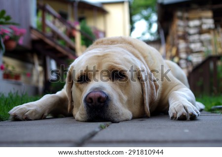yellow labrador retriever waiting at home. sad dog expression, abandoned dog