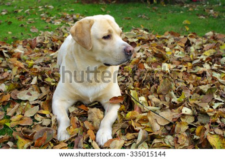 Friendly yellow labrador retriever during dogs training sitting on autumn leaves and looking . Autumn time and park scene with tree leaves background
