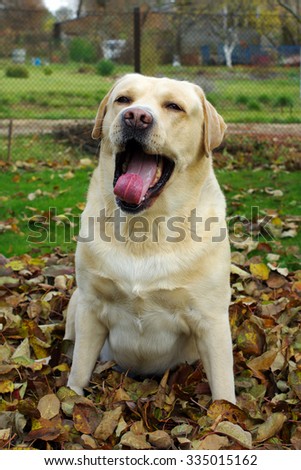 Friendly yellow labrador retriever during dogs training sitting on autumn leaves and yawning . Autumn time and park scene with tree leaves background