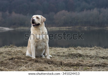 Friendly Labrador Retriever During Dogs Training Sitting On Autumn Grass And Looking Autumn Time And Park Scene With Nature Landscape Stock Images Page Everypixel