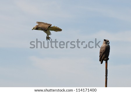 Immature Red Tailed Hawk Flying Past Artificial Owl