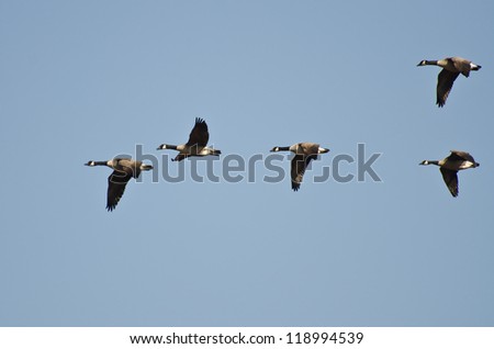 Five Canada Geese Flying in Blue Sky