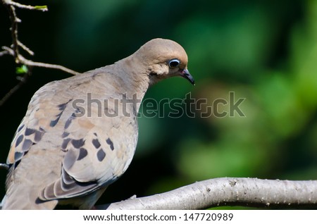 Mourning Dove Looking Sad