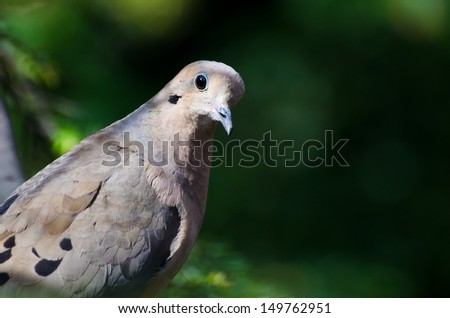 Mourning Dove Profile