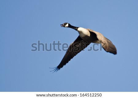 Lone Canada Goose Flying in Blue Sky