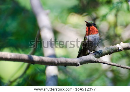 Male Ruby-Throated Hummingbird Perched in a Tree