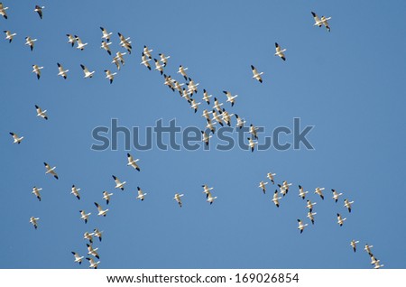 Flock of Snow Geese Flying in Blue Sky