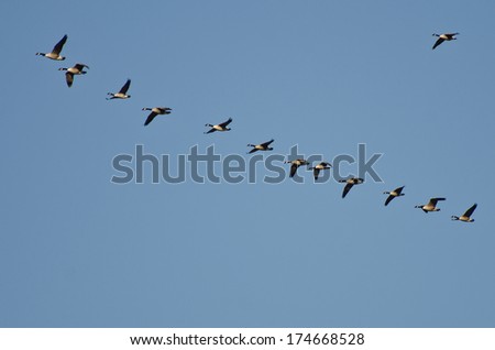 Flock of Canada Geese Flying in Blue Sky