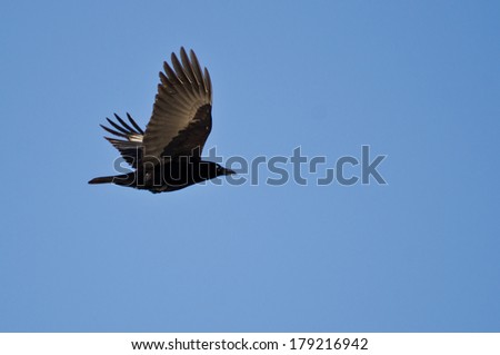 American Crow Flying in Blue Sky