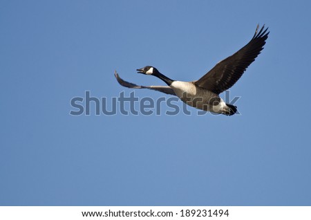 Lone Canada Goose Flying in Blue Sky