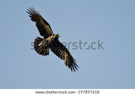 Common Raven Flying in Blue Sky