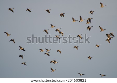 Large Flock of Canada Geese Flying in Blue Sky