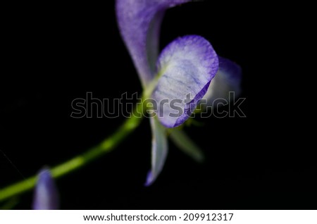Delicate Deep Purple Flower Petal on Black Background