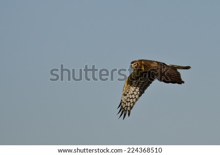 Northern Harrier Hunting on the Wing