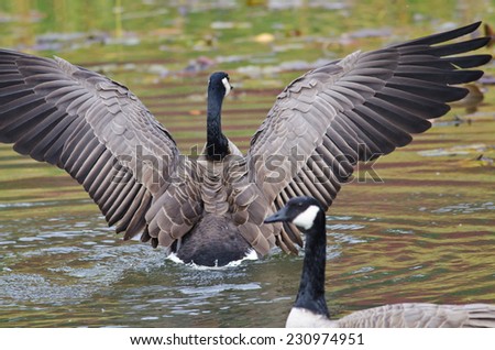 Canada Goose with Outstretched Wings