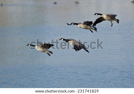 Four Canada Geese Landing on a Winter Lake