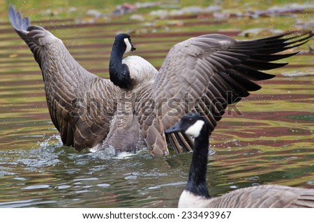 Canada Goose with Outstretched Wings