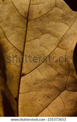 Nature Abstract - Epidermis Cells and Veins of a Dying Leaf