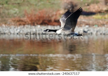Canada Goose Flying Over the Lake