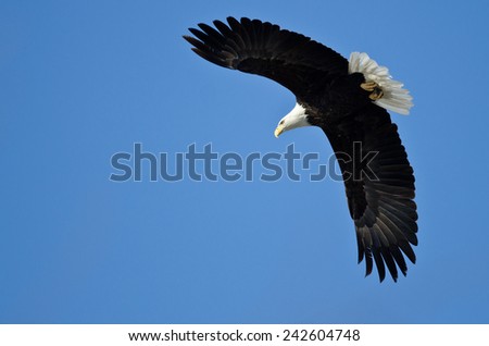 Bald Eagle Hunting On The Wing