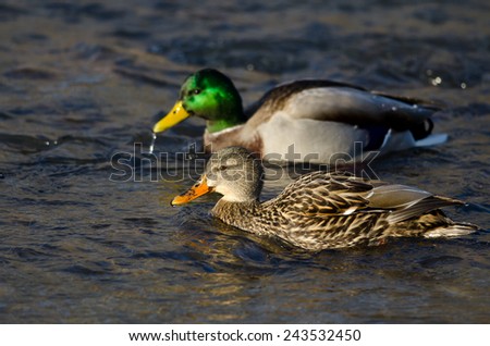 Pair of Mallard Ducks Swimming Down the River