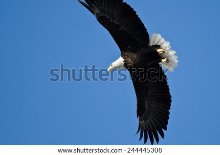 Bald Eagle Hunting On The Wing