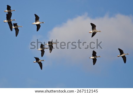Flock of Greater White-Fronted Geese Flying in a Cloudy Sky