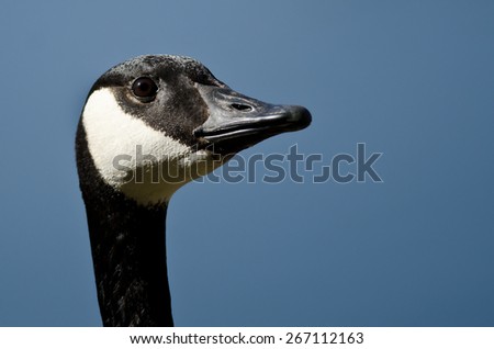 Close Up of Canada Goose Looking To The Sky